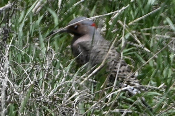 Northern Flicker - ML634426267