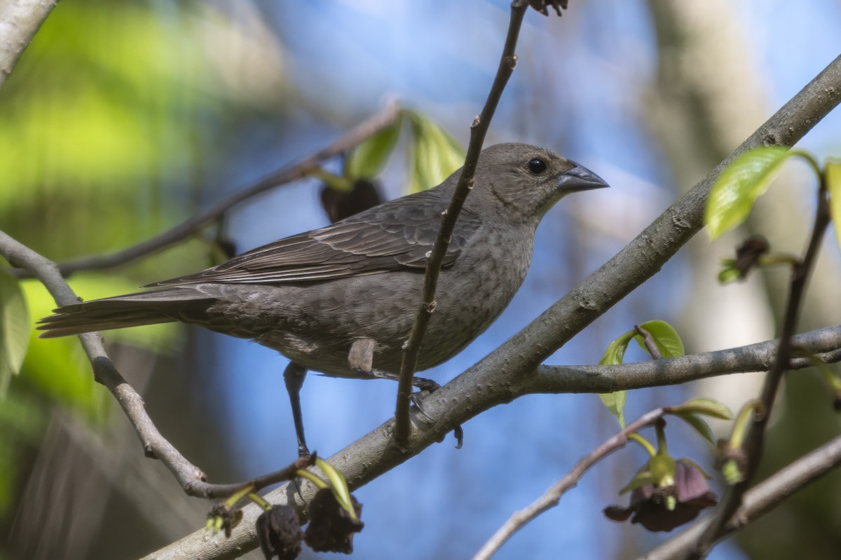 Brown-headed Cowbird - ML634426295