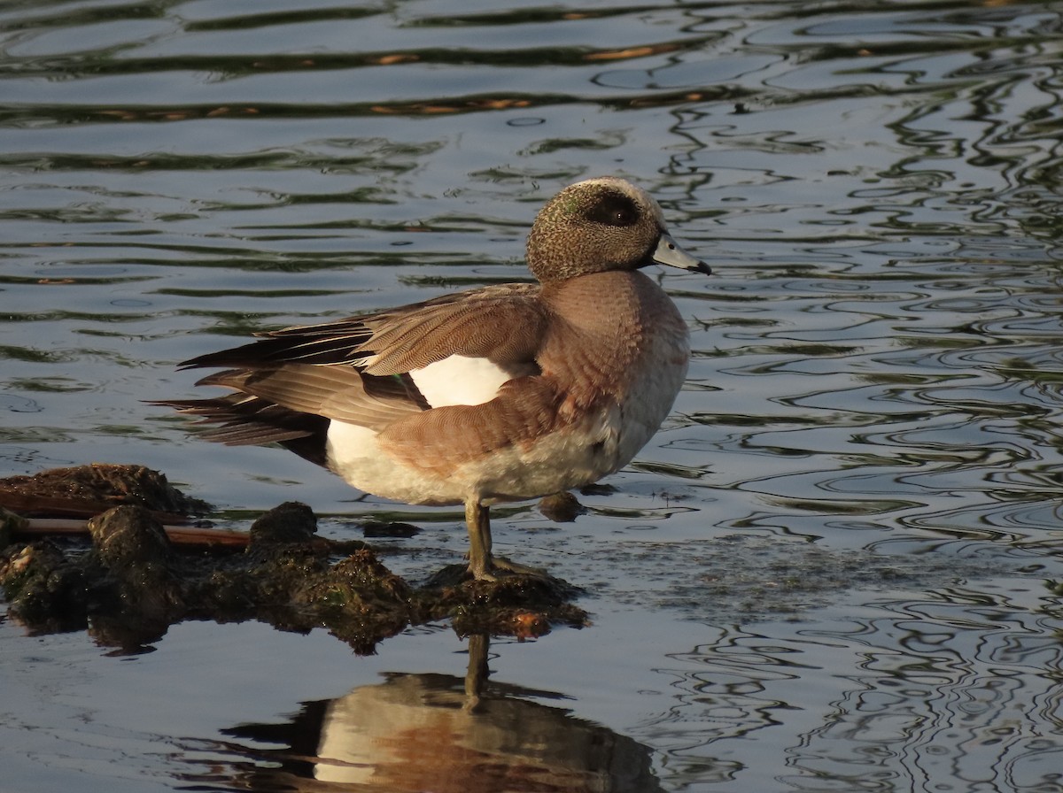 American Wigeon - ML634426311