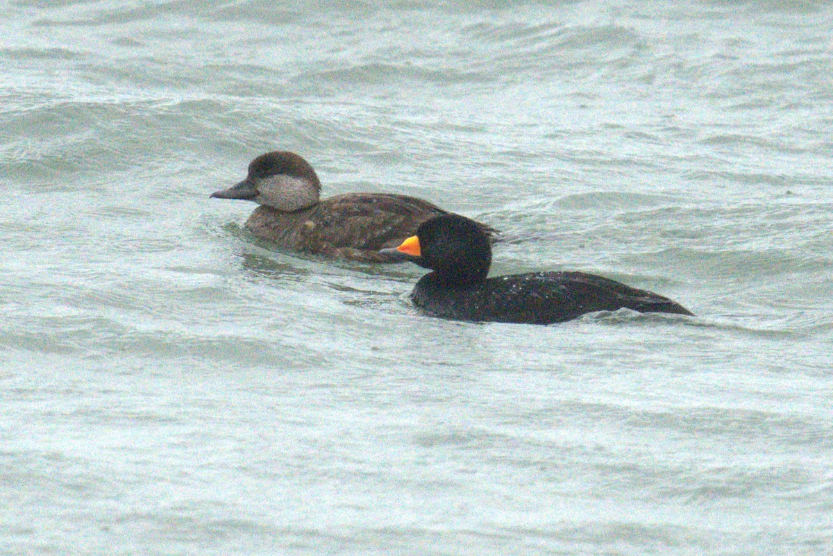 Black Scoter - ML634426456