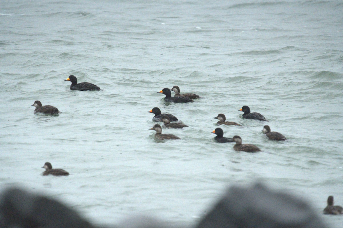 Black Scoter - ML634426457