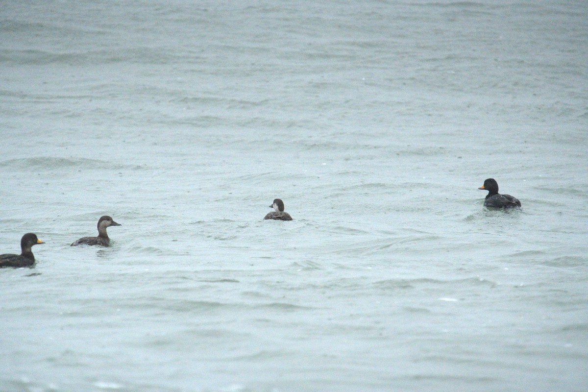 Black Scoter - ML634426458