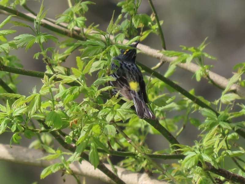 myrteparula - ML634426471