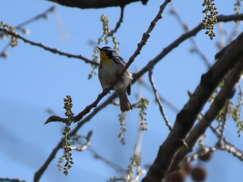 gulstrupeparula - ML634426487