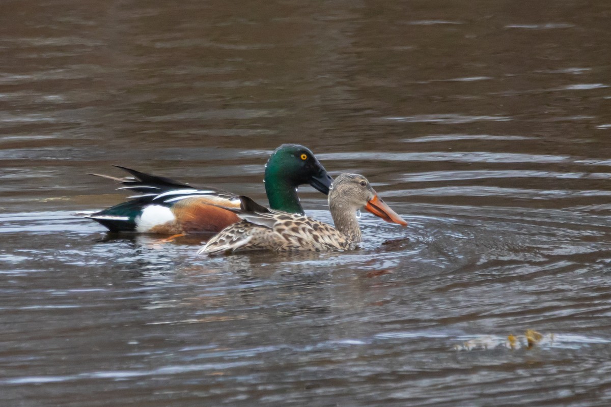 Northern Shoveler - ML634426498