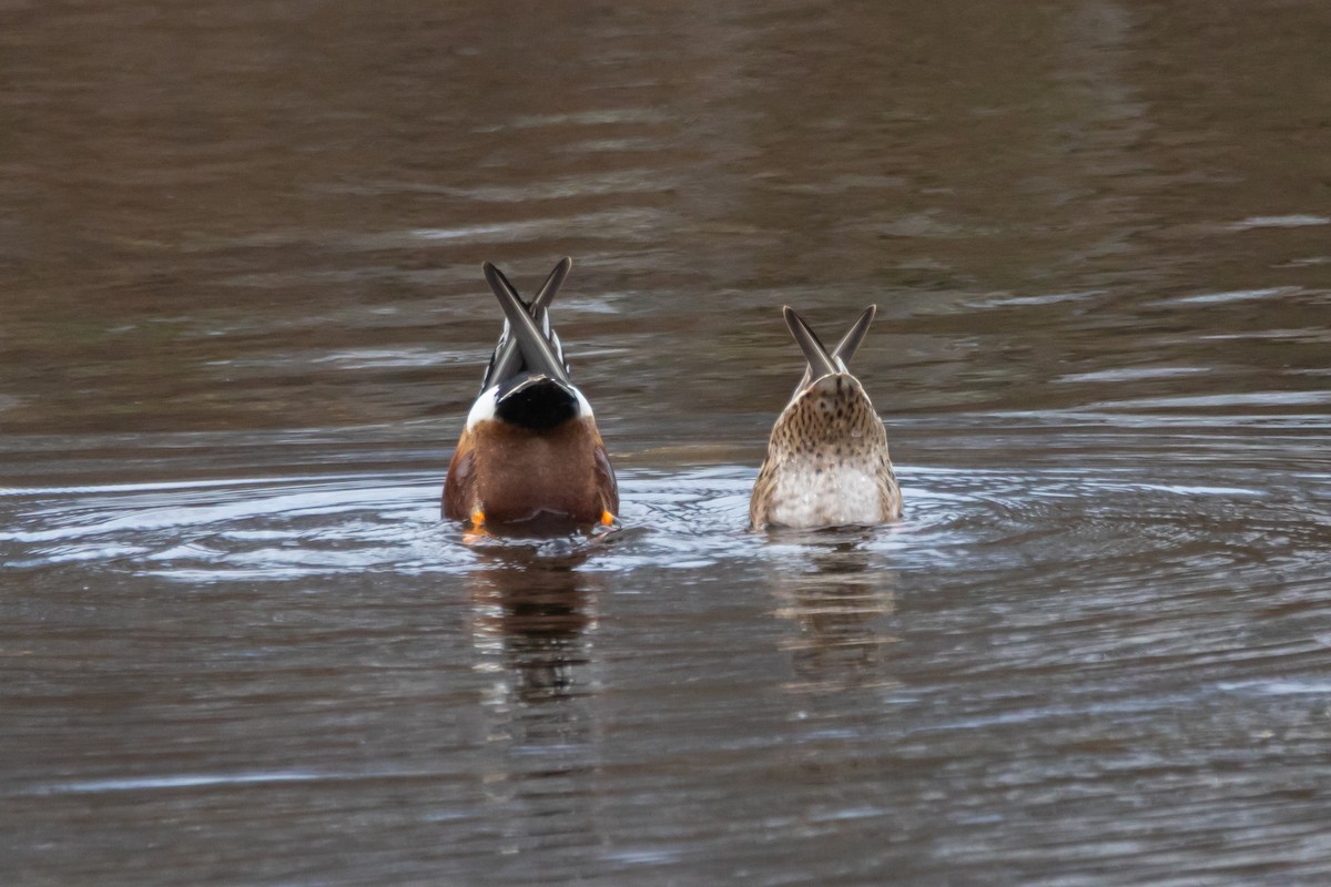 Northern Shoveler - ML634426499