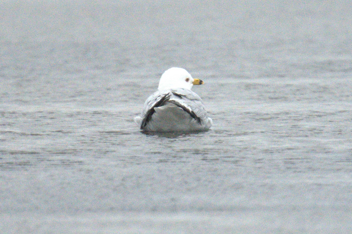 Ring-billed Gull - ML634426501