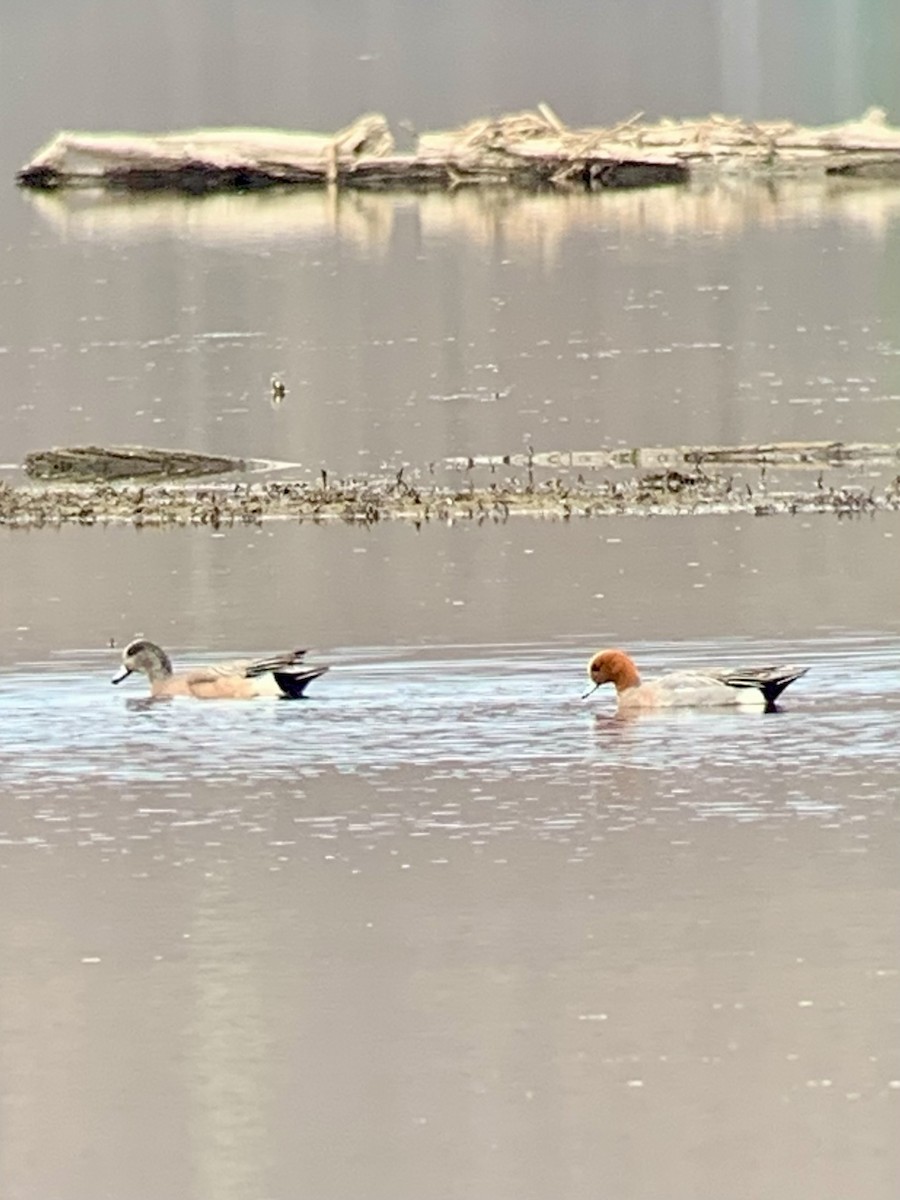 Eurasian Wigeon - ML634426510
