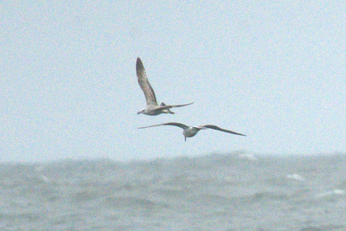 American Herring Gull - ML634426520