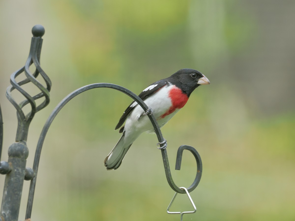 Rose-breasted Grosbeak - ML634426773