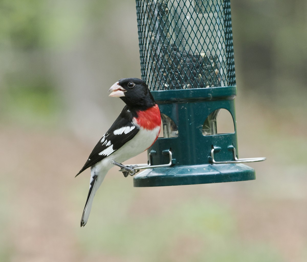 Rose-breasted Grosbeak - ML634426774