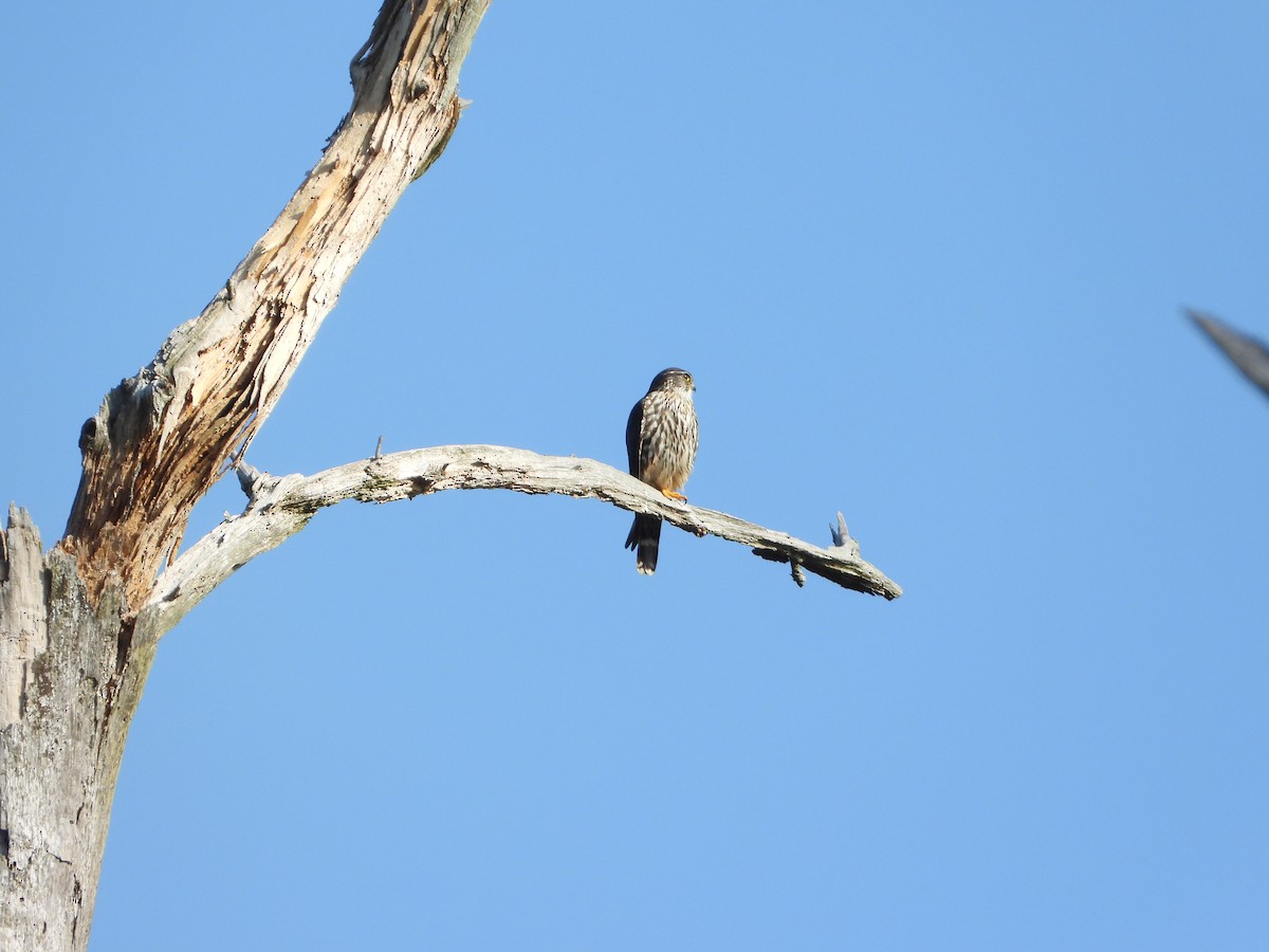 Merlin (Taiga) - ML634426812