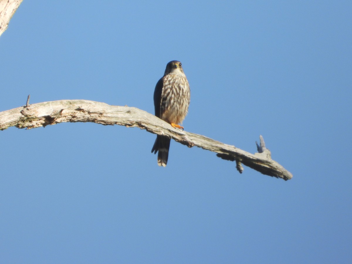 Merlin (Taiga) - ML634426814