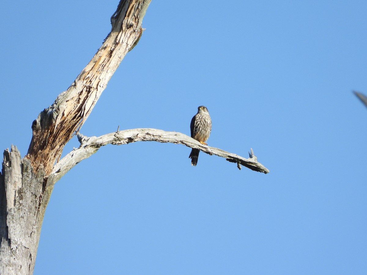 Merlin (Taiga) - ML634426815