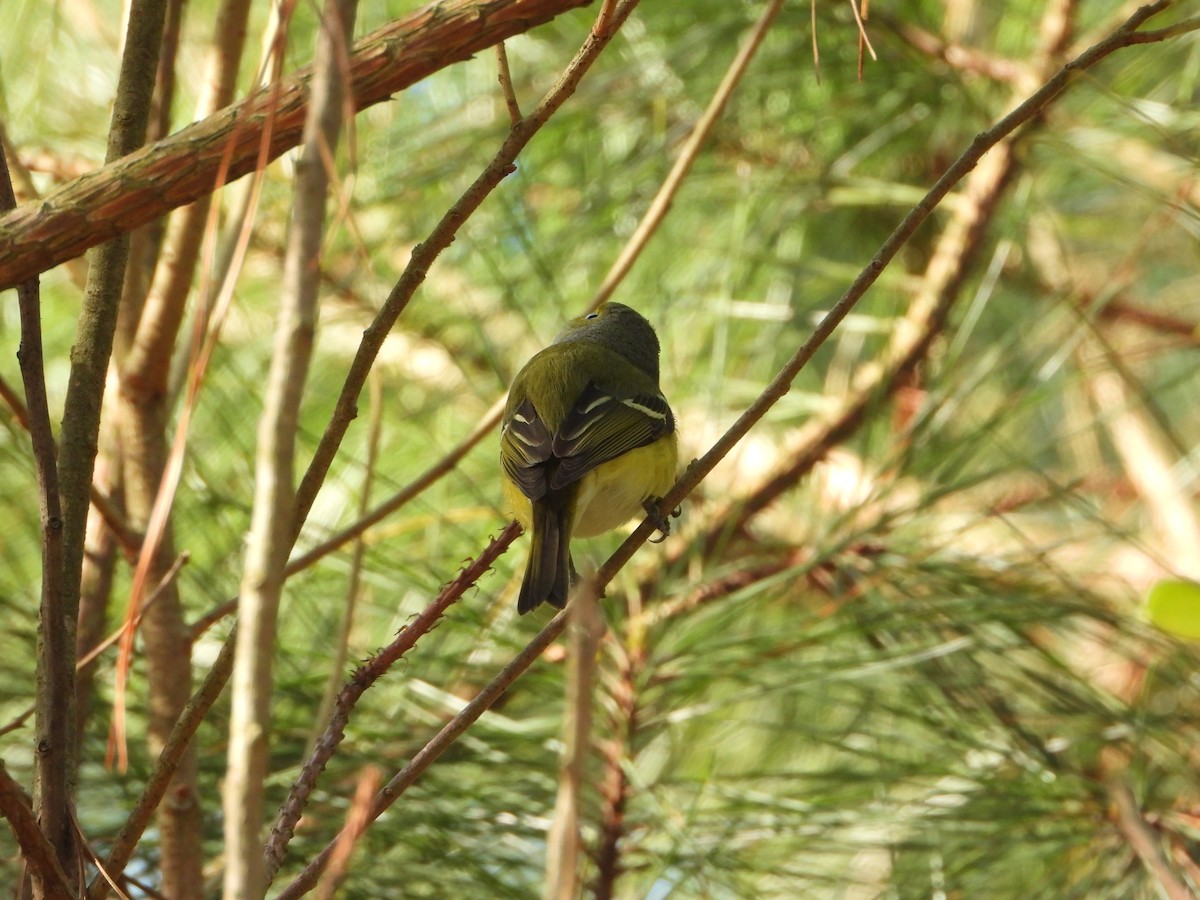 White-eyed Vireo - ML634426866