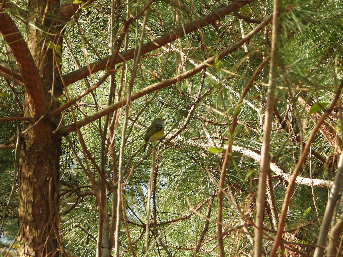 White-eyed Vireo - ML634426867