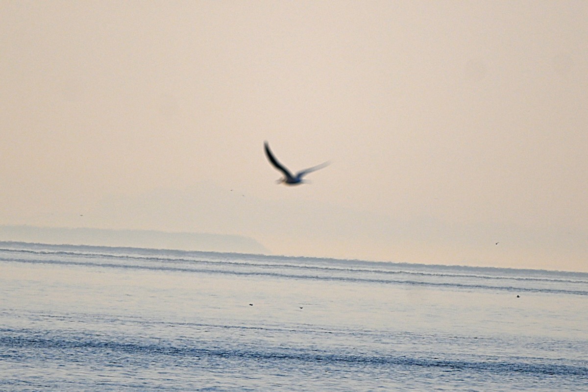 Arctic Tern - ML634426885