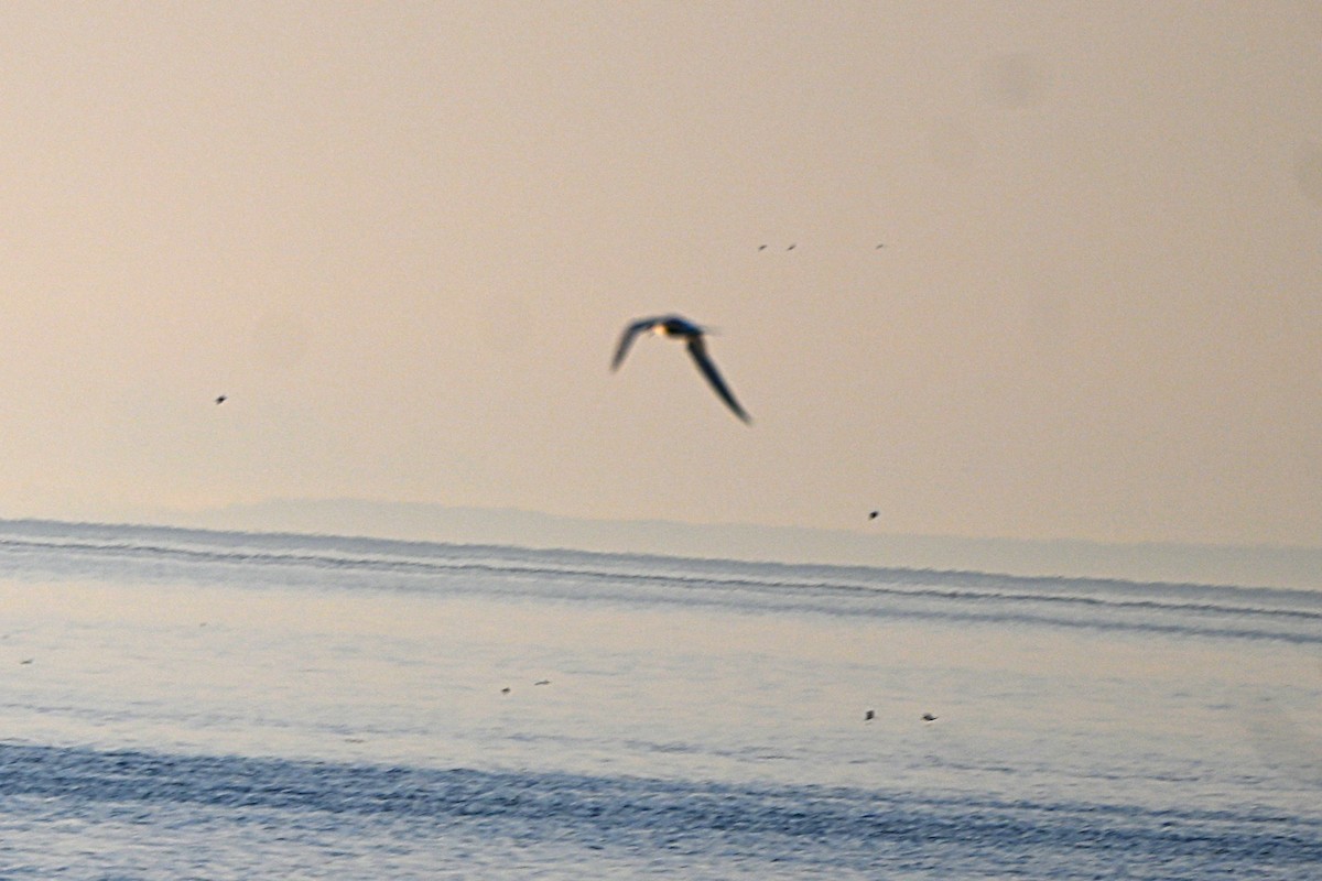 Arctic Tern - ML634426894