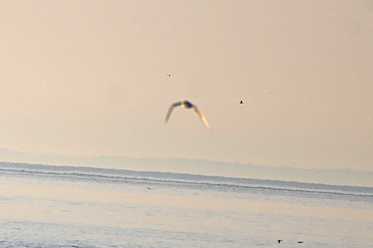 Arctic Tern - ML634426898
