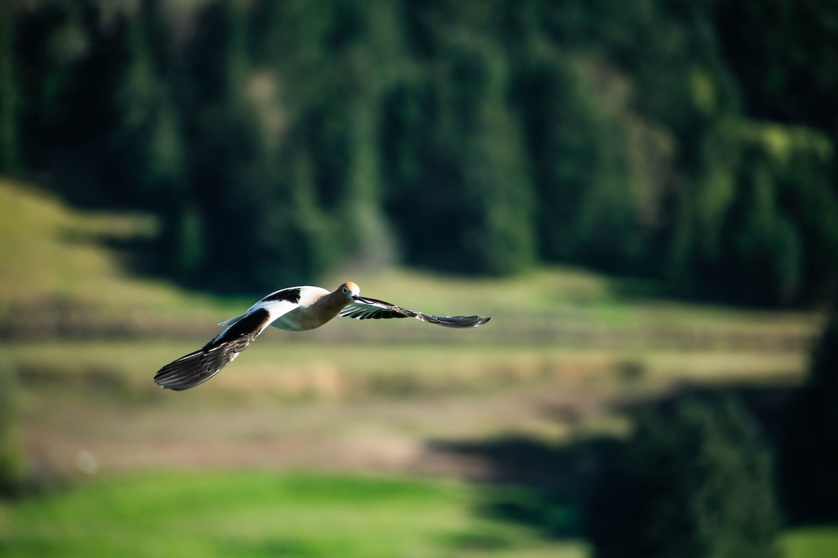 American Avocet - ML634426907