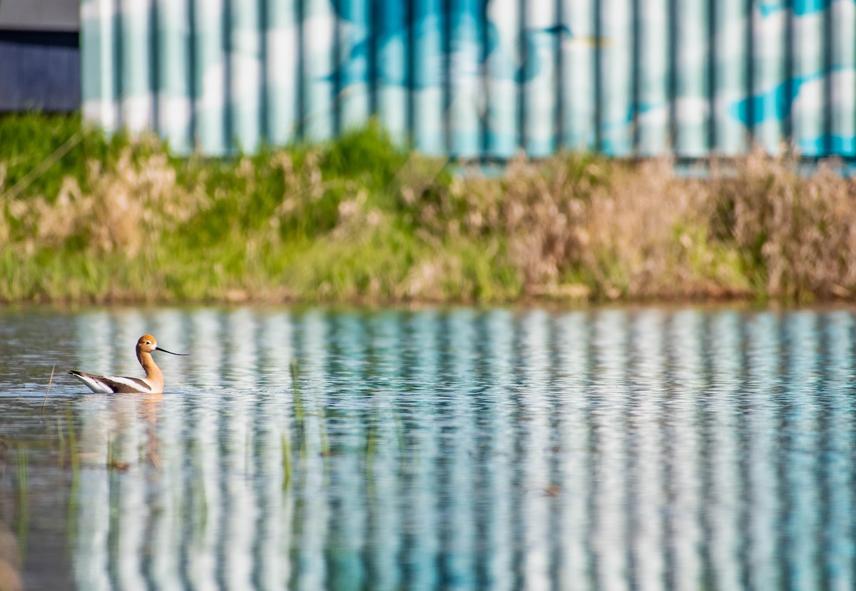 American Avocet - ML634426908