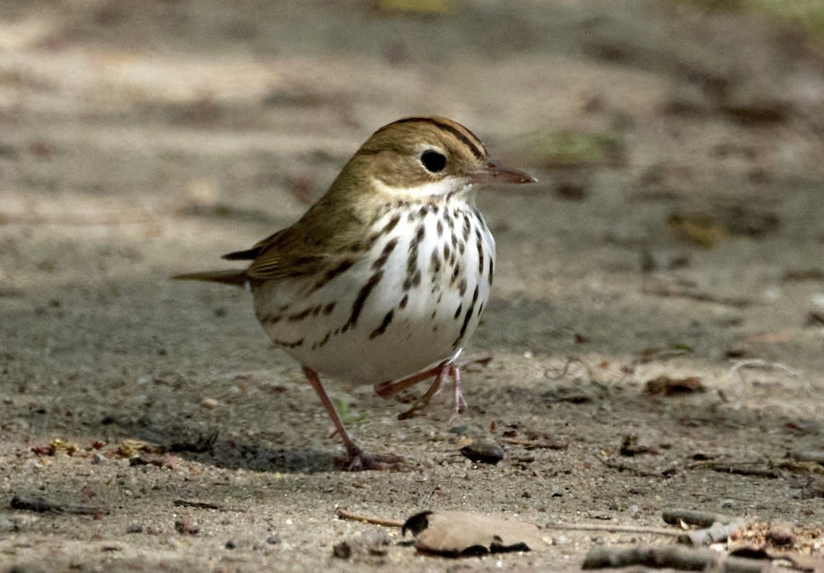 Ovenbird - ML634426942