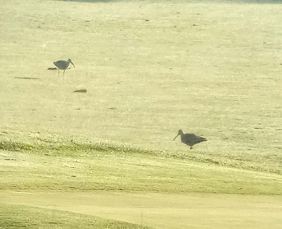 Marbled Godwit - ML634426971