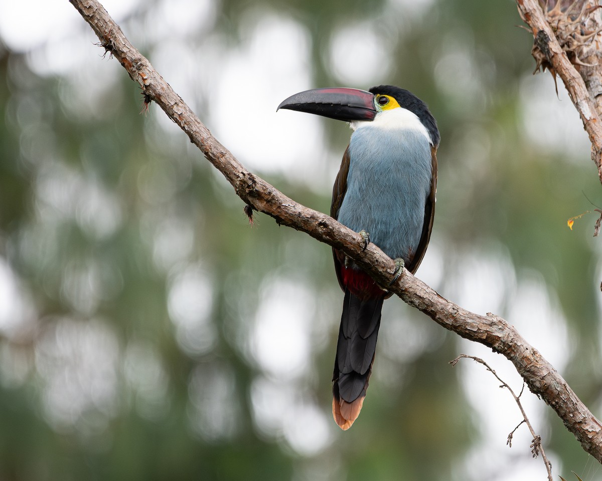 Black-billed Mountain-Toucan - ML634426973