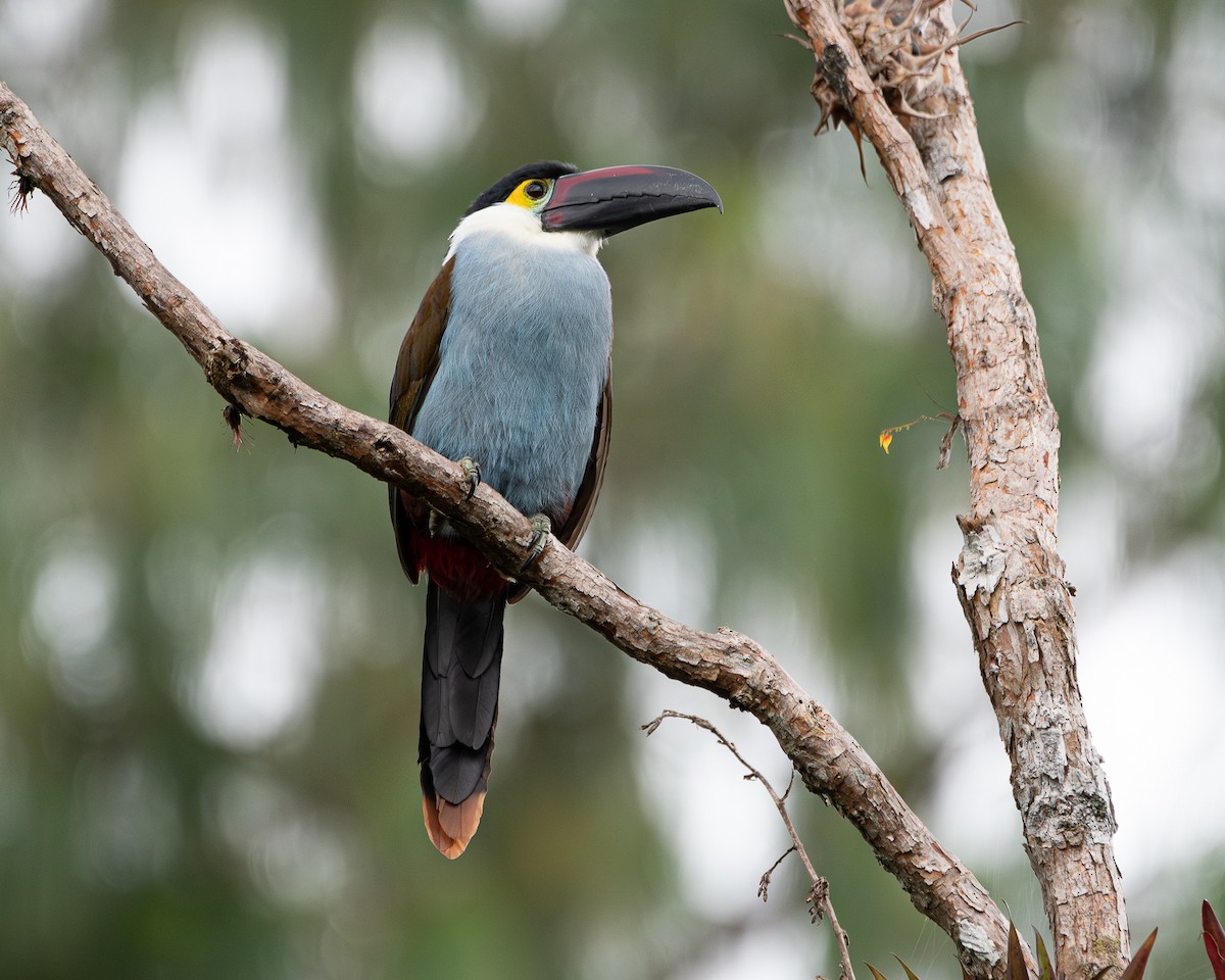 Black-billed Mountain-Toucan - ML634426974