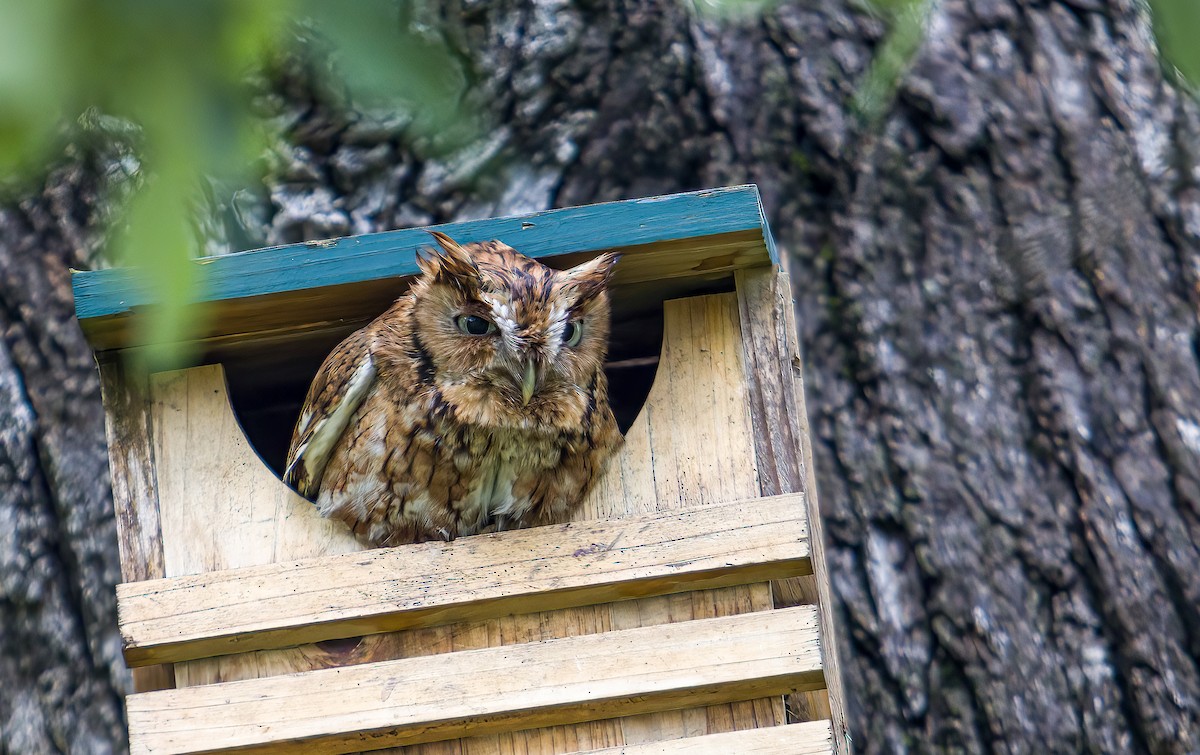 Eastern Screech-Owl - ML634427021
