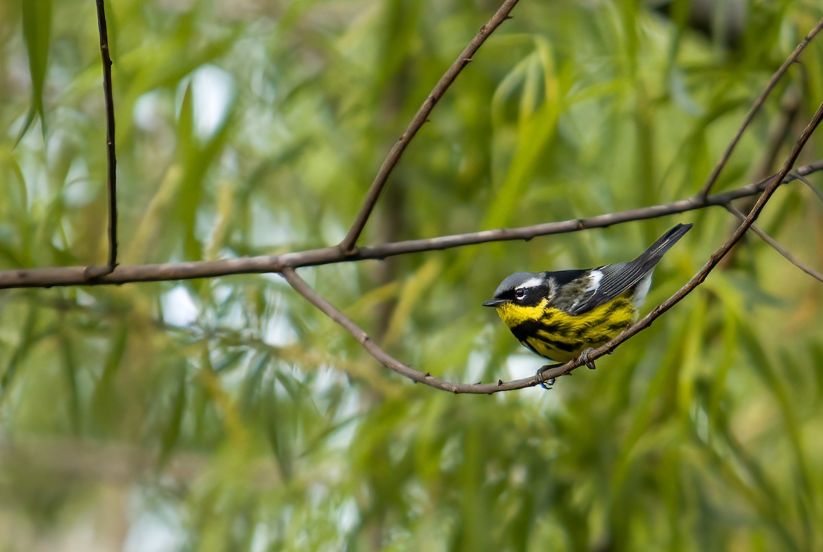 Magnolia Warbler - ML634427056