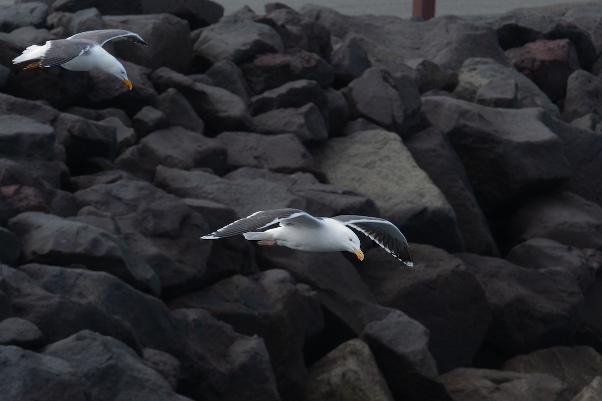 Great Black-backed Gull - ML634427245
