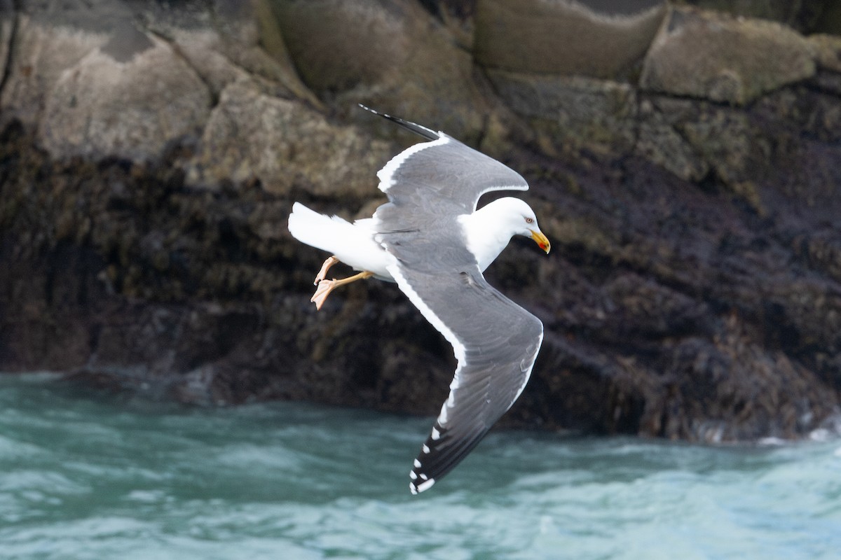 Lesser Black-backed Gull (graellsii) - ML634427294