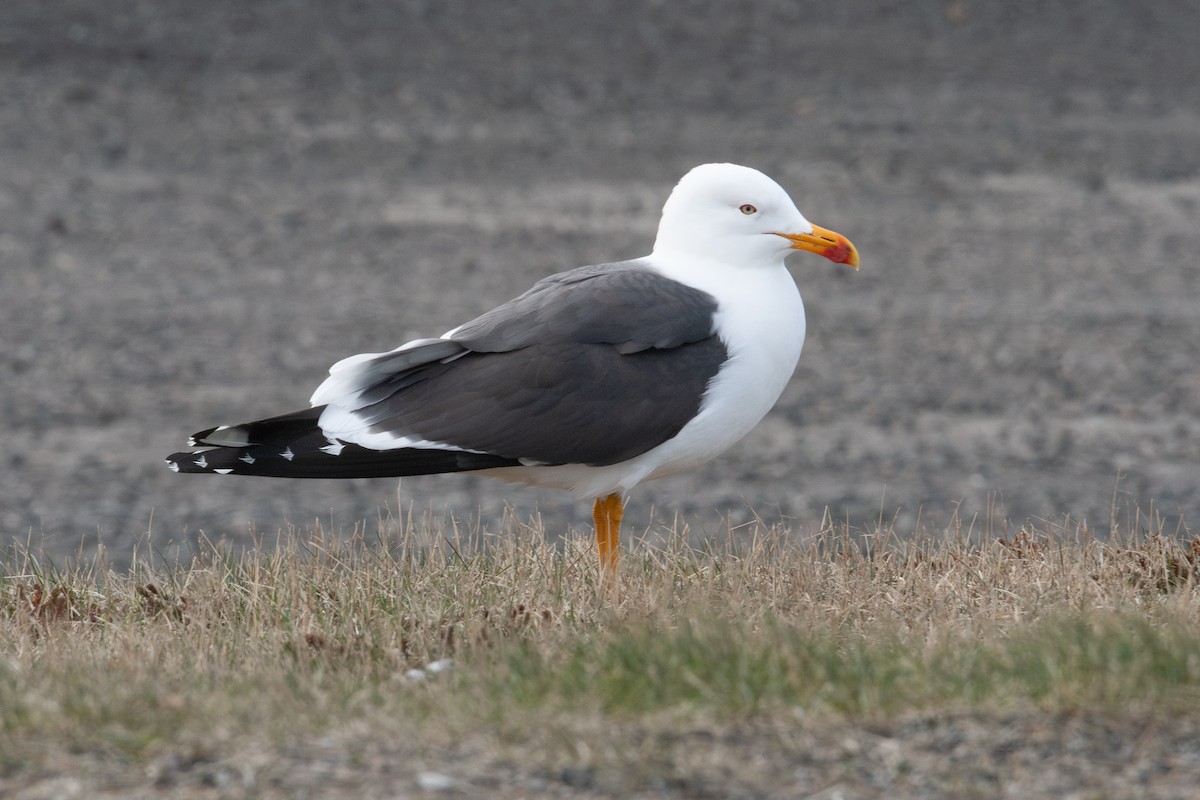 Lesser Black-backed Gull (graellsii) - ML634427302