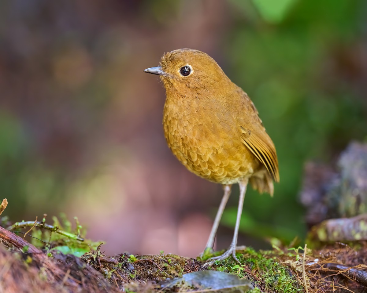 Urubamba Antpitta - ML634427368