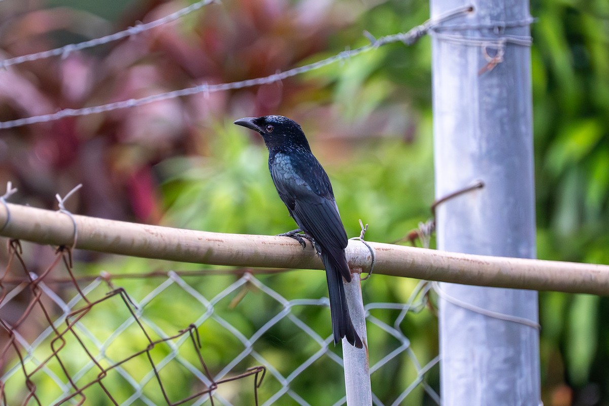 Spangled Drongo - ML634427430