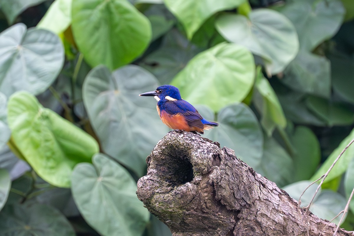 Azure Kingfisher - ML634427438