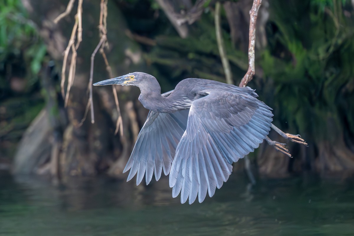 Great-billed Heron - ML634427533