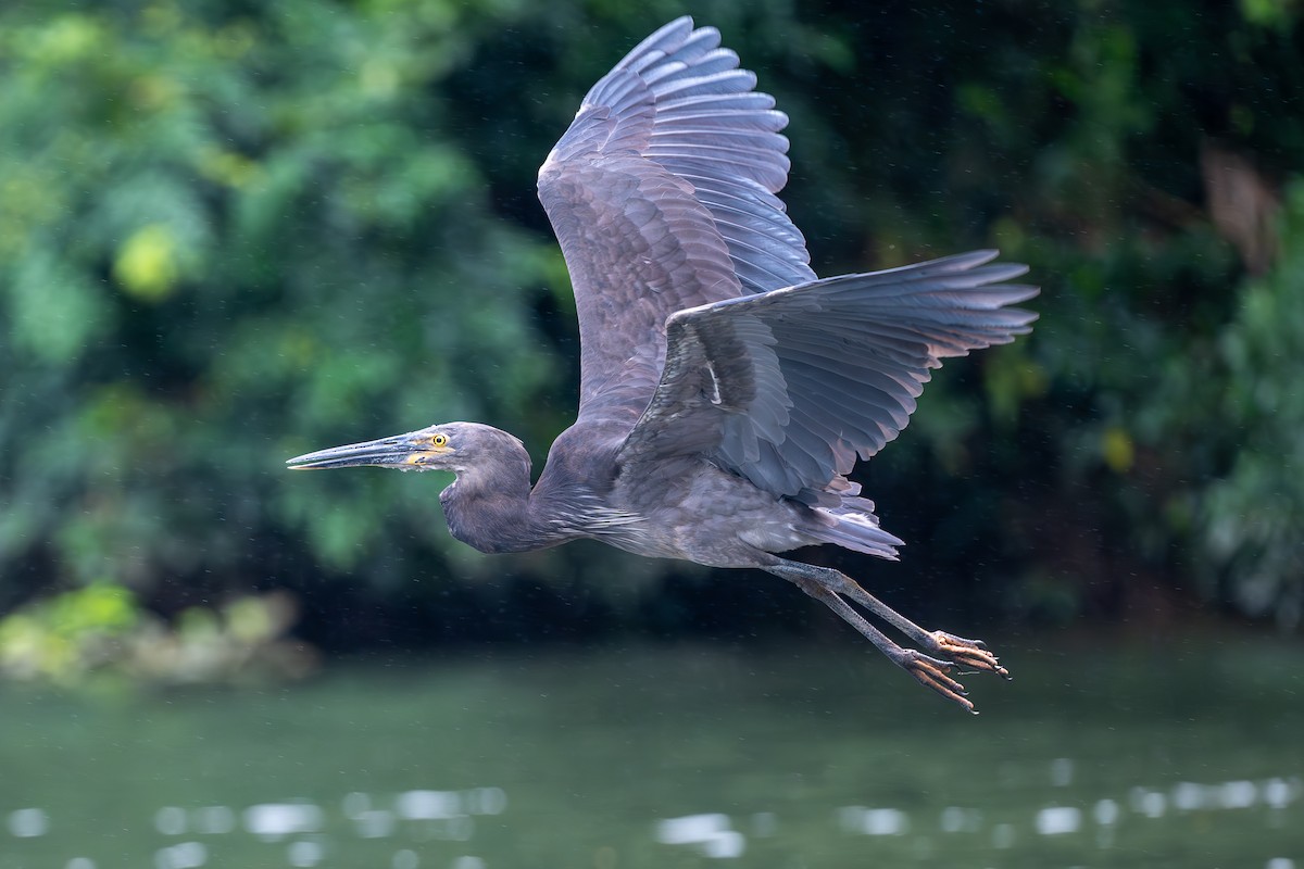 Great-billed Heron - ML634427534