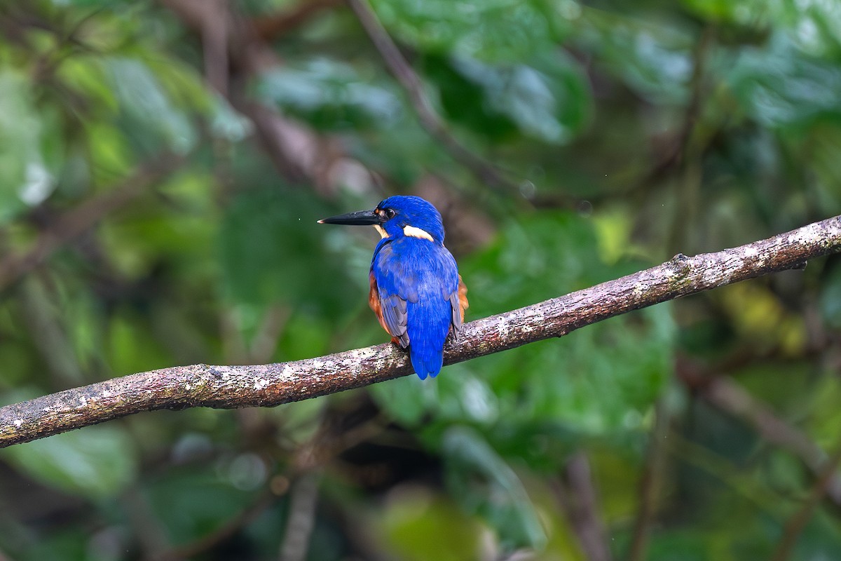 Azure Kingfisher - ML634427545