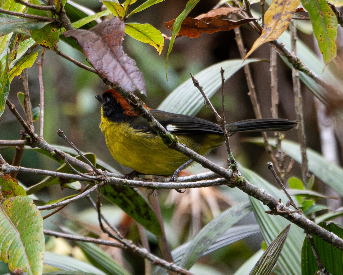 Yellow-breasted Brushfinch - ML634427644