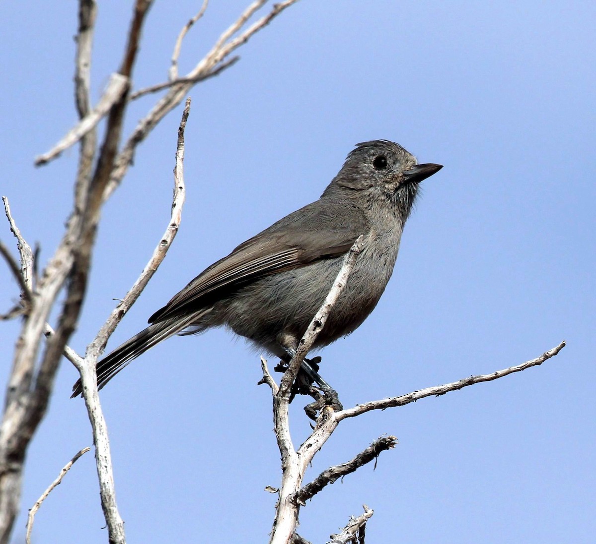 Juniper Titmouse - ML634427692