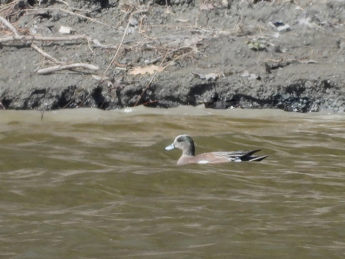 アメリカヒドリ - ML634427724