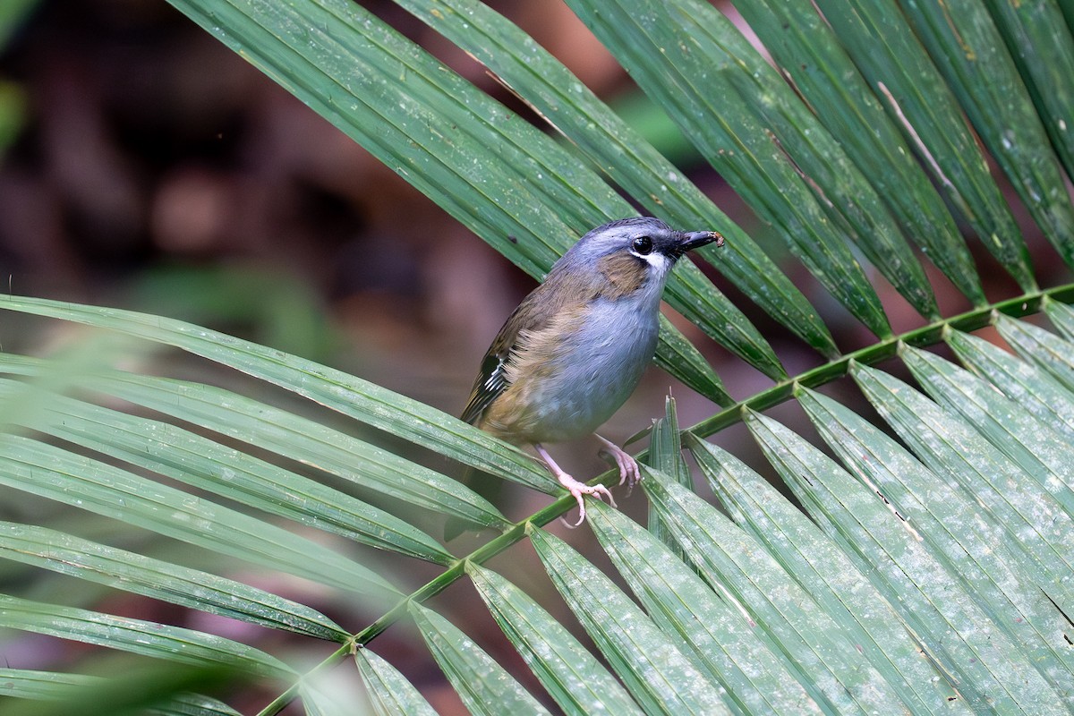 Gray-headed Robin - ML634427845