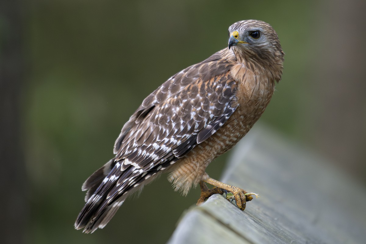 Rotschulterbussard - ML634427965