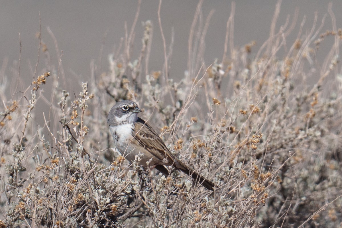 Sagebrush Sparrow - ML634428087