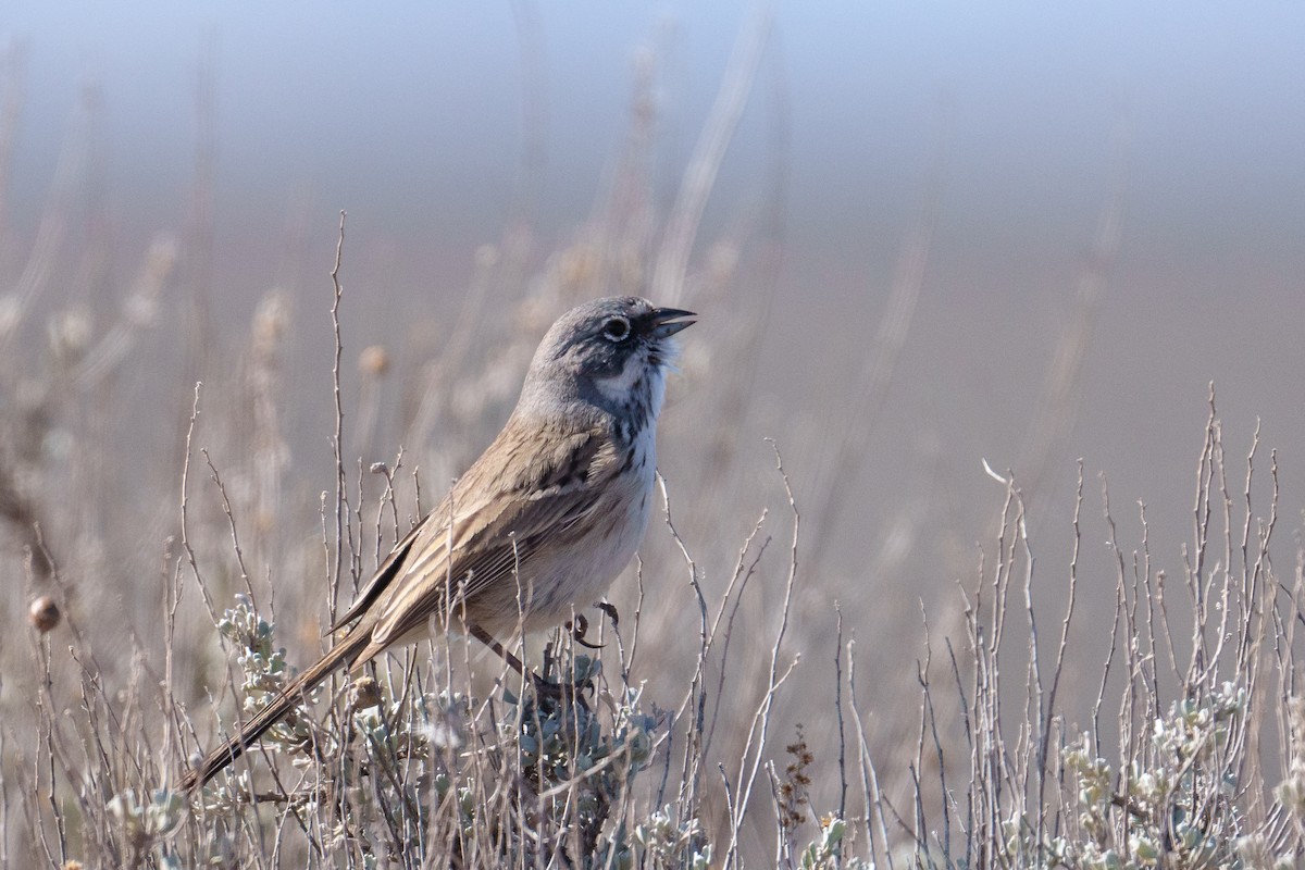 Sagebrush Sparrow - ML634428088