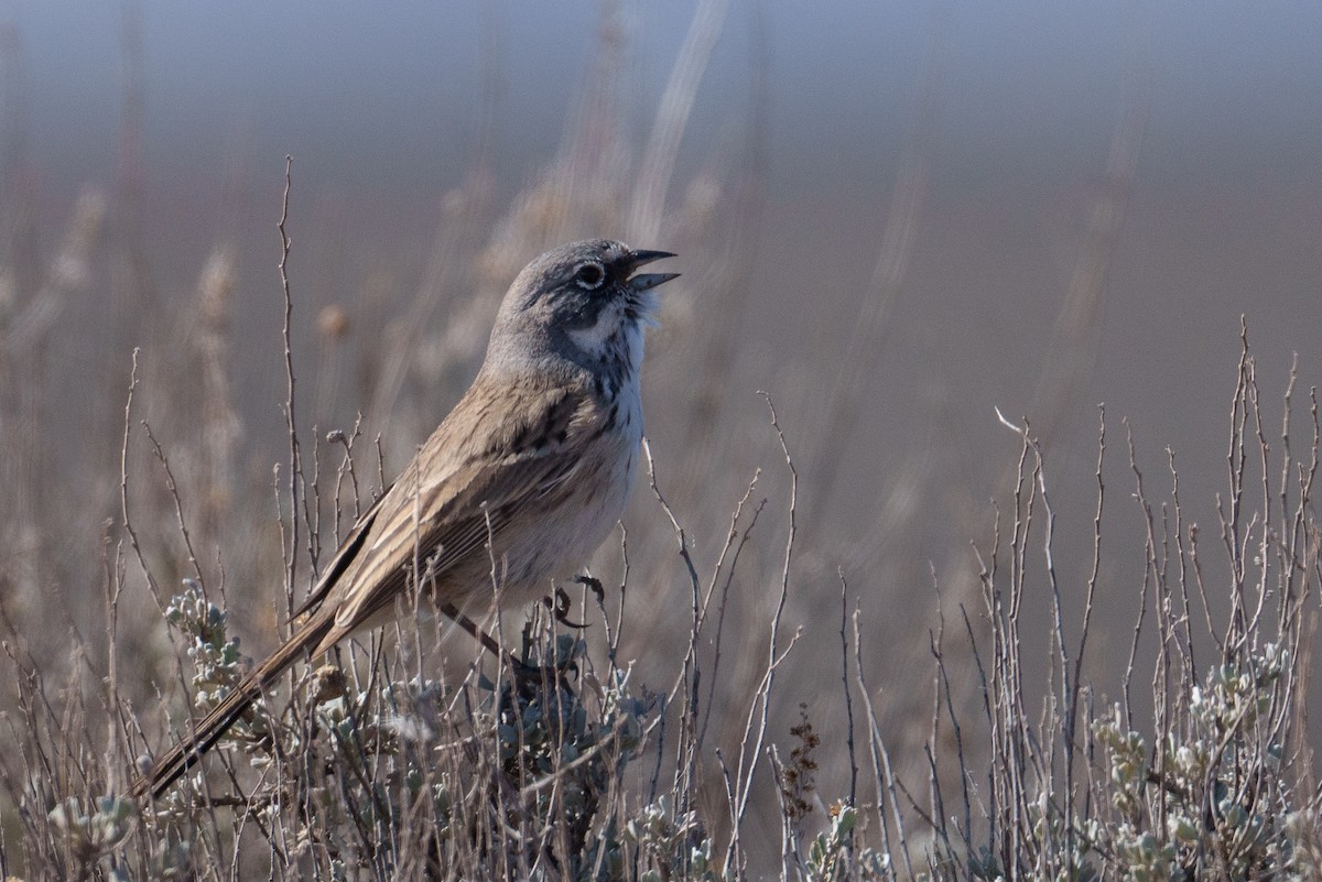 Sagebrush Sparrow - ML634428089