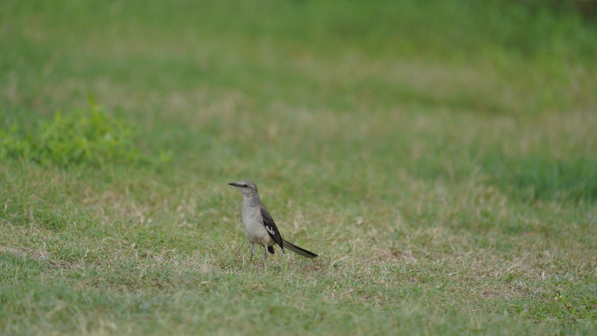 Northern Mockingbird - ML634428190