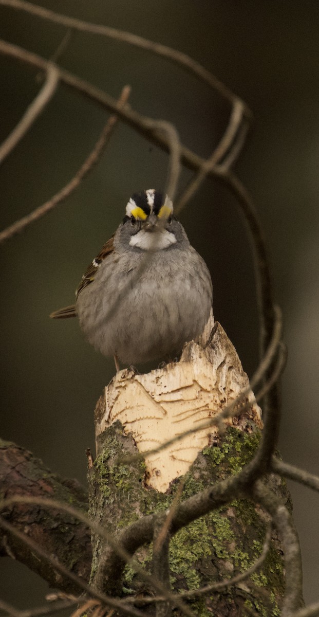 White-throated Sparrow - ML634428234